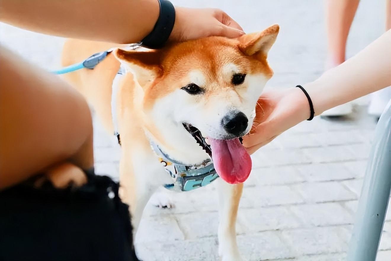 柴犬（SHIB）价格预测：2023 年 8 月