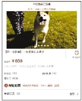 主人“现身”付6万余元欠款 柴犬拍卖暂缓