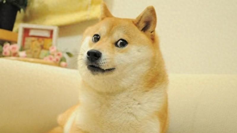 “Doge”表情包原型柴犬去世，“享年”18岁