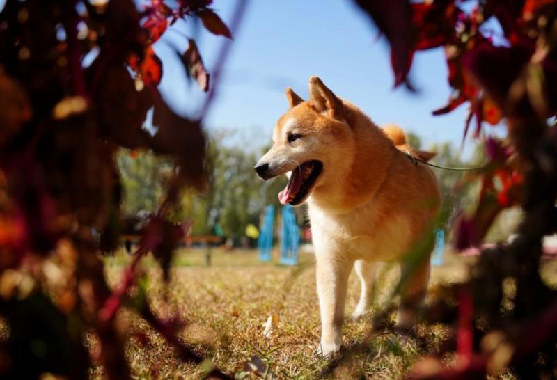 壹现场丨主人欠债难偿还 柴犬“登登”再次上拍