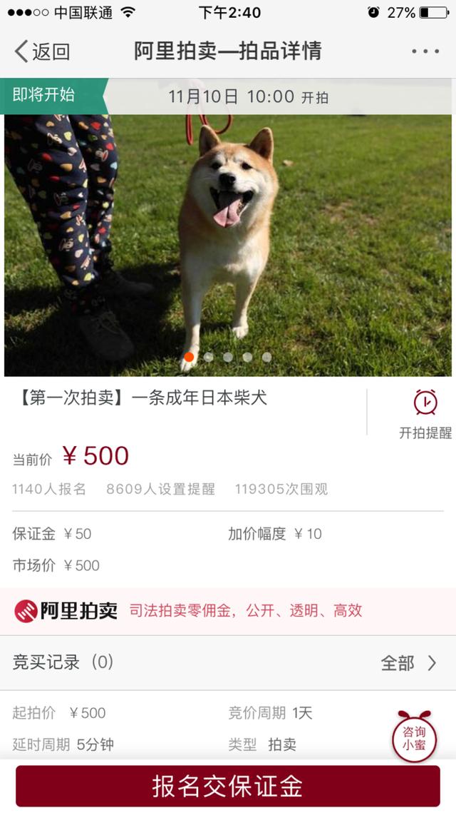 这只柴犬被法院拍卖为主人抵债，500元起千人竞