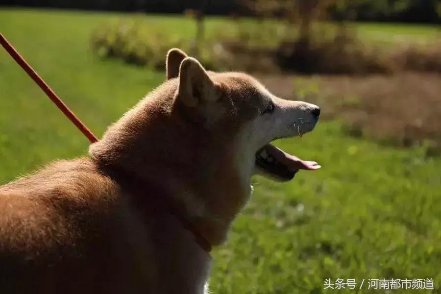 法院拍卖柴犬为主人抵债 网友：狗子为这个家付