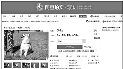 法院拍卖柴犬引网友“围观”