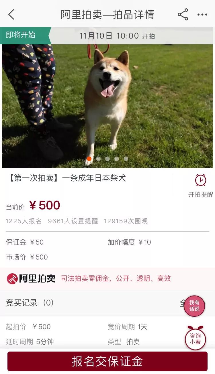 法院拍卖柴犬为主人抵债，网友：狗子为这个家