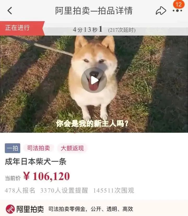 网红柴犬16万被拍走后，原主人又想要回