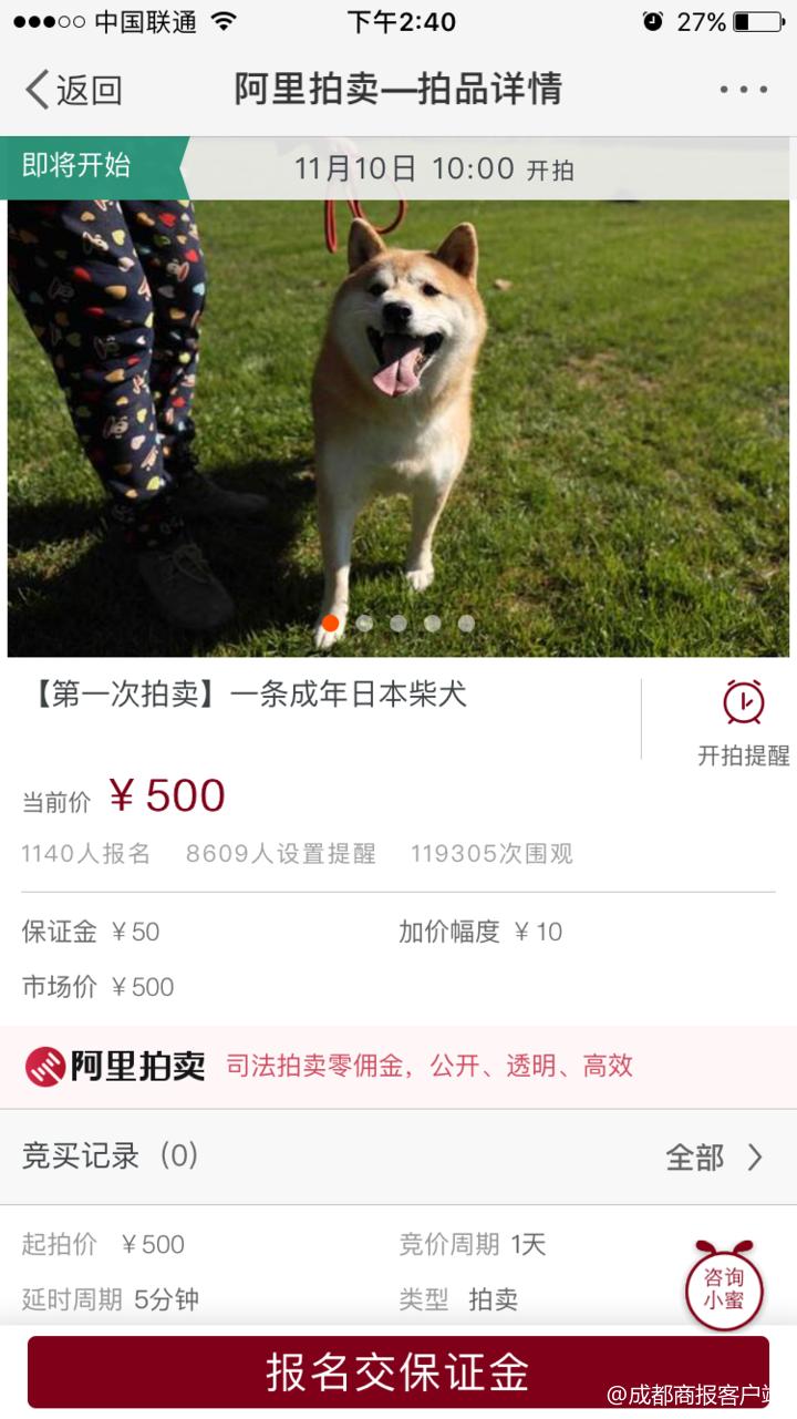 法院网上500元起拍卖被遗弃柴犬 10万人次围观千