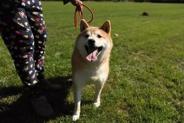 那条要被拍卖的柴犬“登登”主人现身还债了！