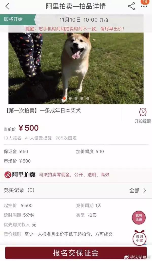 一不小心成了网红！法院拍卖这只柴犬为主人抵