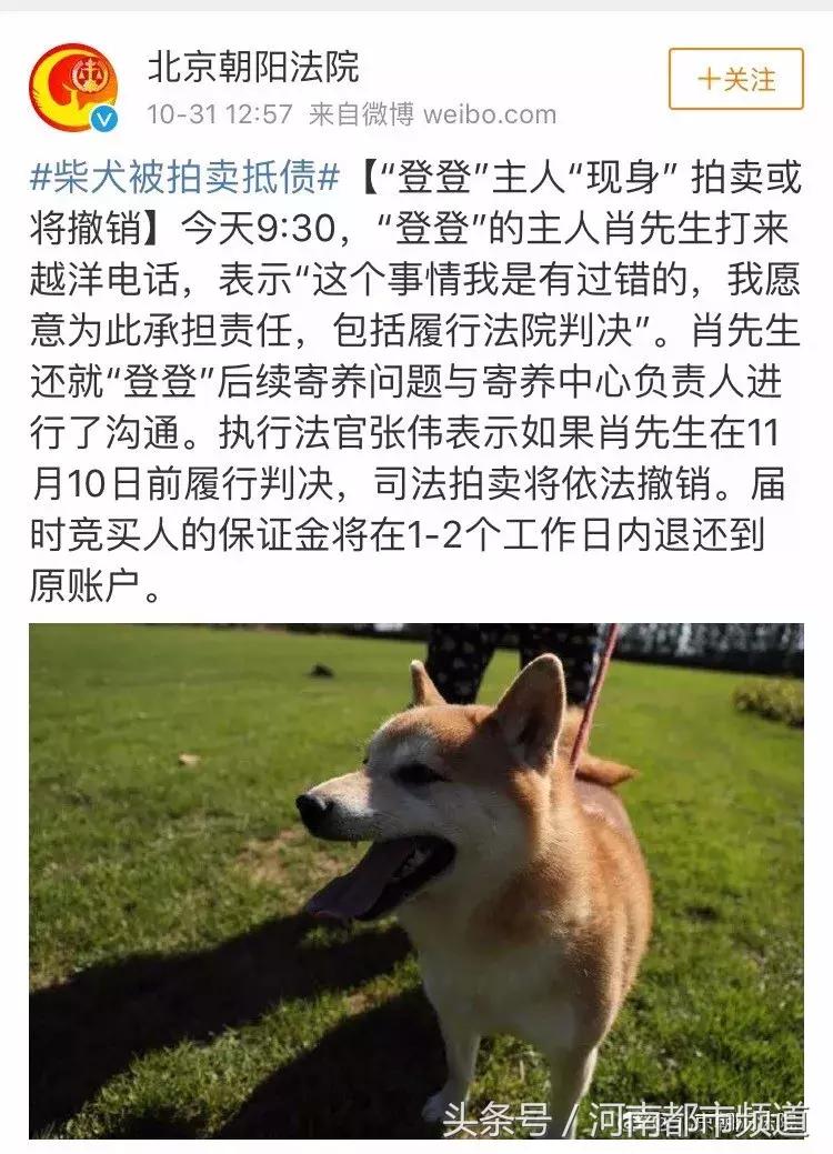 还记得那只要被法院拍卖的柴犬吗？事情反转了