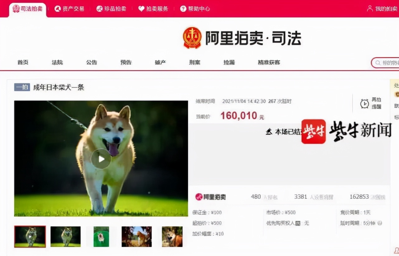 16万“柴犬登登”买家已付清，自称打工人，东凑